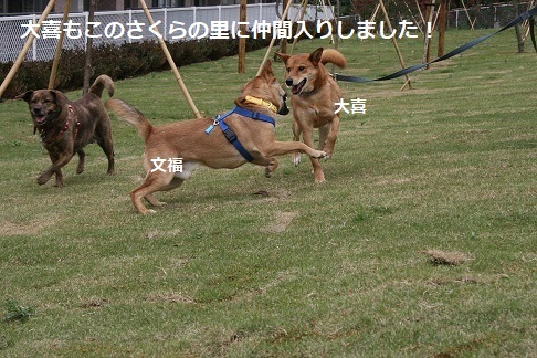 看取り犬・文福の奇跡_f0242002_11311657.jpg