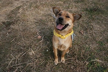 看取り犬・文福の奇跡_f0242002_15165288.jpg