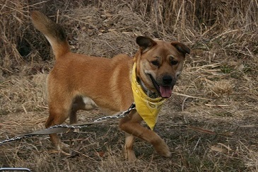 看取り犬・文福の奇跡_f0242002_15165809.jpg