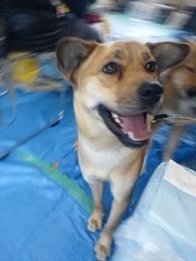 看取り犬・文福の奇跡_f0242002_15170774.jpg