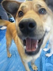 看取り犬・文福の奇跡_f0242002_15171200.jpg