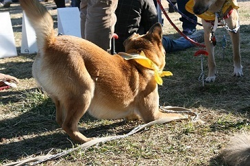 看取り犬・文福の奇跡_f0242002_15172611.jpg