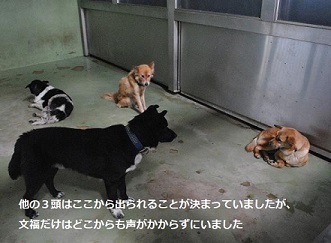 看取り犬・文福の奇跡_f0242002_15340038.jpg