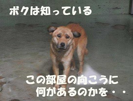 看取り犬・文福の奇跡_f0242002_15341690.jpg