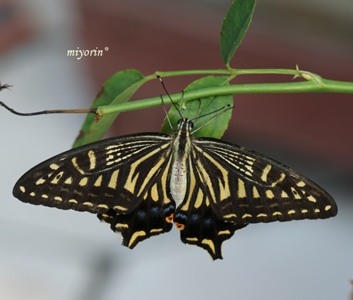 a0123003_14475046.jpg