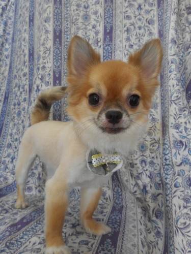 チワワのハッピーちゃん サマーカットで今日も可愛いネ ふぉるむm A 千葉市 トリミングサロン 犬の美容室 千葉県 千葉市 花見川区 ペットサロン 検見川町3 340 18 ワンちゃんのカットハウス 千葉043 301 2995 10 00 19 00