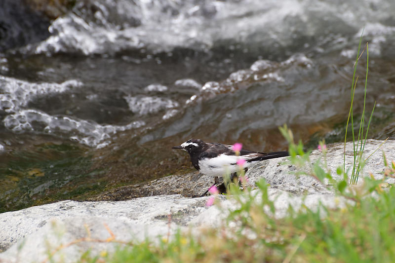 鴨川のサギ_f0032011_16114827.jpg