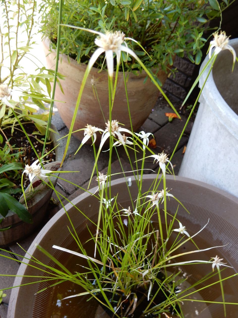 夏も秋も感じる一日_c0025115_22460657.jpg