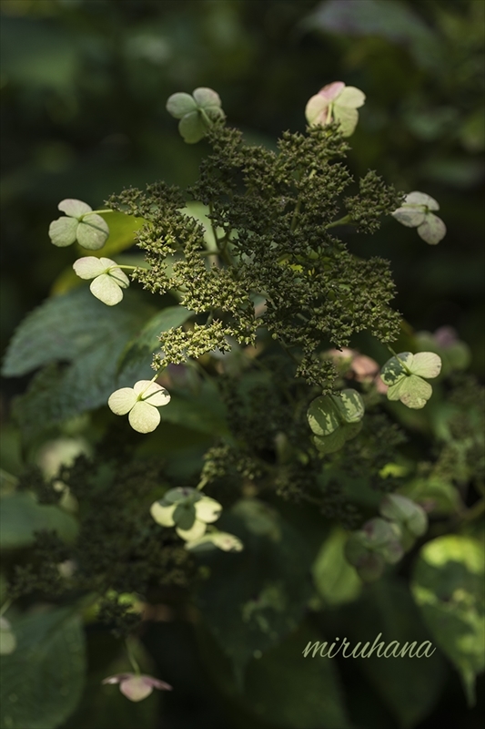 c0037519_14552569.jpg