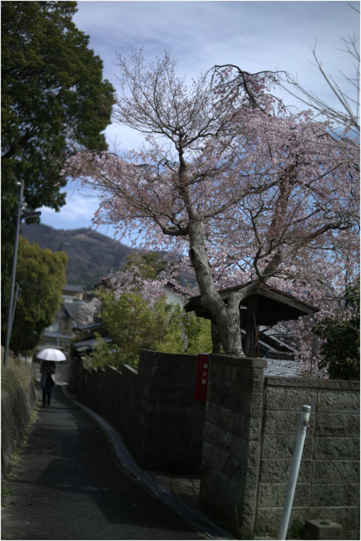 2105  超々精密描写（2019年4月5日奈良神社道ならパンタッカー50㎜F2.3にお任せあれ）時代遅れに？_b0226423_14053139.jpg