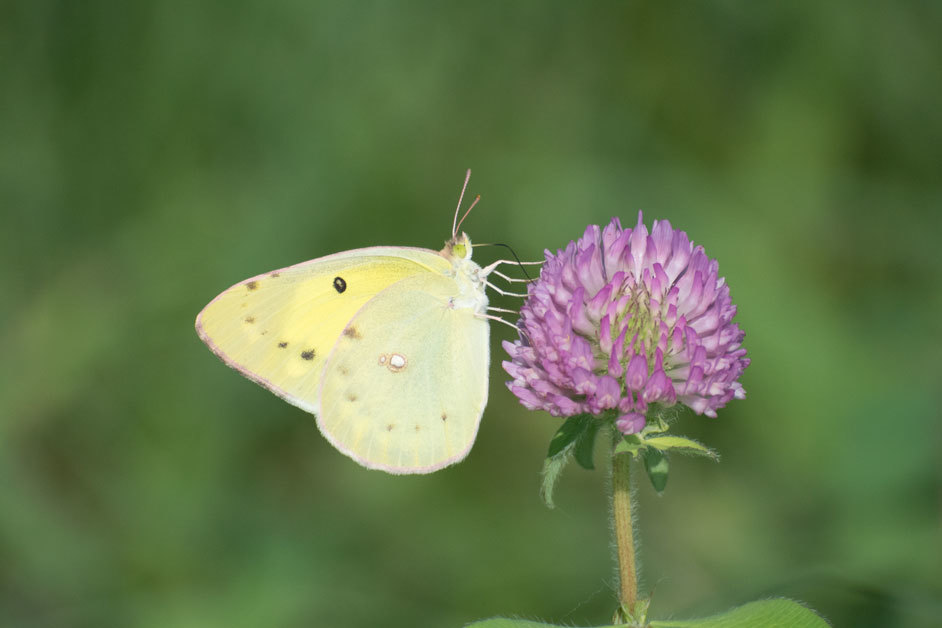 高山と河川敷の絶滅が危惧されるキチョウ　in2019.08_a0126632_14383480.jpg