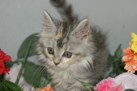 メインクーン シルバータビー めす 宮城猫ブリーダー直販店 宮城 仙台ペットショップ鈴花 メインクーン シルバータビー めす 宮城猫ブリーダー直販店 宮城 仙台ペットショップ鈴花