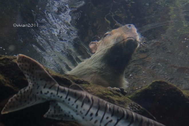 大田原 なかがわ水遊園 ~カピバラも泳ぐ!?~_e0227942_22220539.jpg
