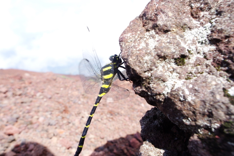 c0077847_23390361.jpg