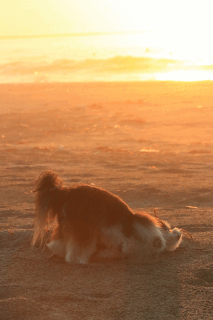 c0145250_09550930.gif