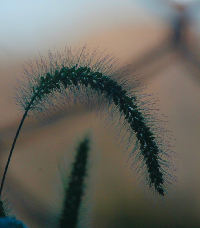a0248459_14262690.jpg