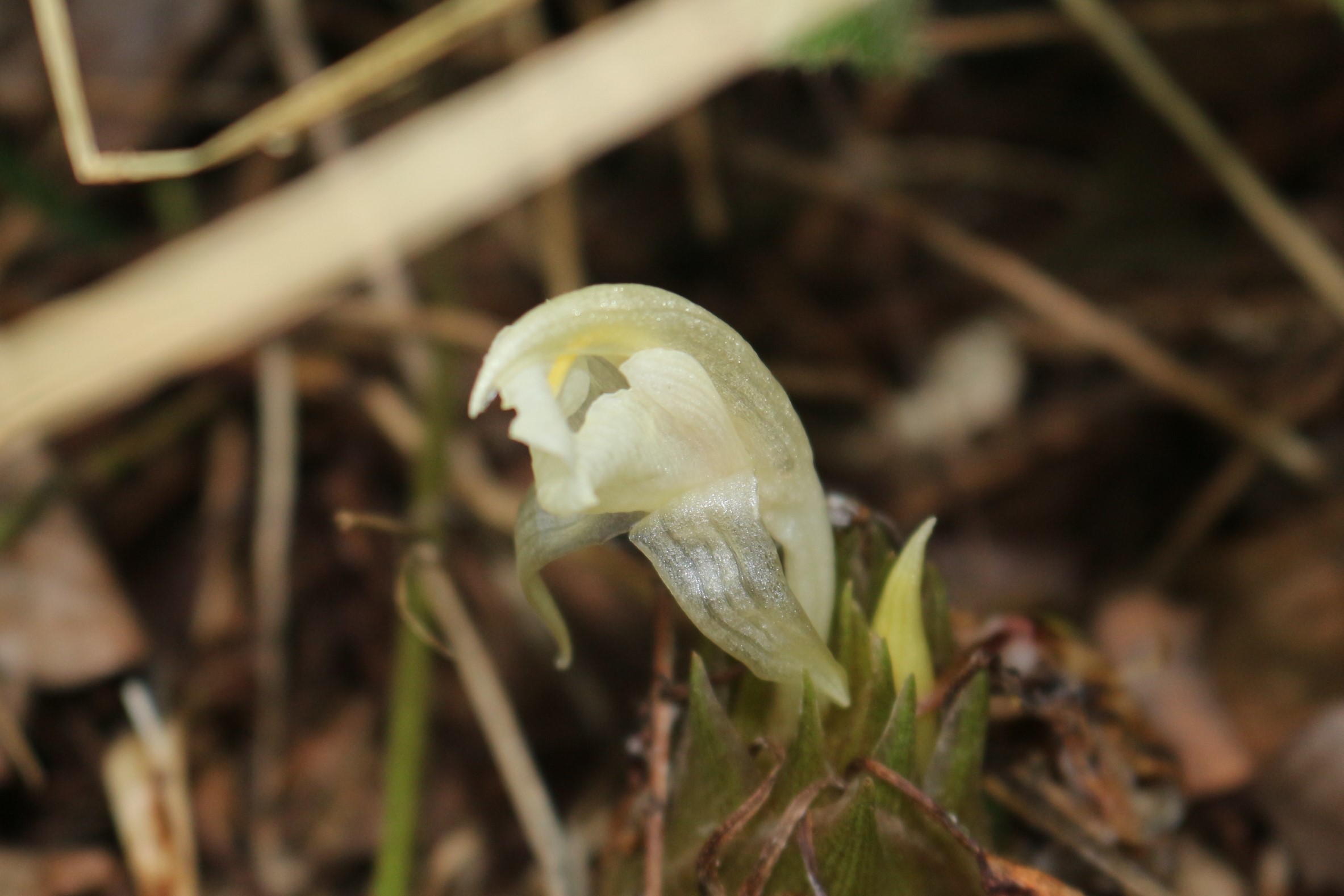 茗荷の花 ミョウガノハナ ひげ爺の花便り