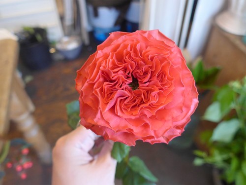 花修行~真っ赤なお誕生日プレゼント~_f0232060_14151712.jpg