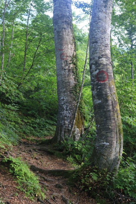 雨飾山 190818 灼熱の低山ハイク_e0338862_14362711.jpg