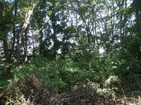 山桜の植樹スペース確保に目途8・17六国見山手入れ_c0014967_21094481.jpg