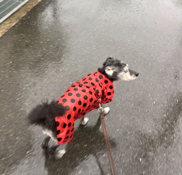f0389169_00423799.jpeg