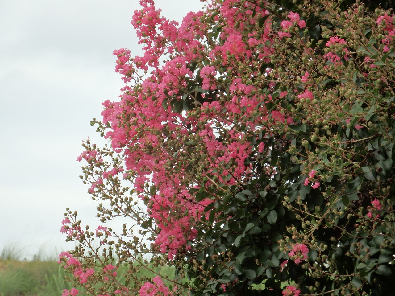 大縄場大橋下の百日紅 サルスベリ 達 自然風の自然風だより
