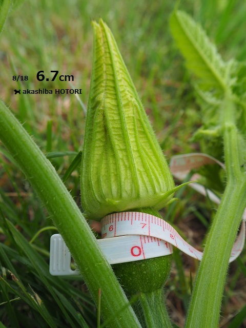 f0150377_17380175.jpg
