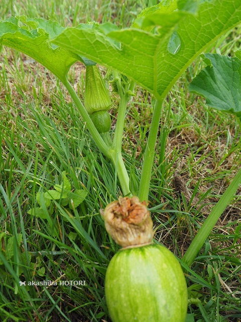 f0150377_17381117.jpg