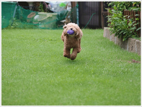 b0175688_20092057.gif
