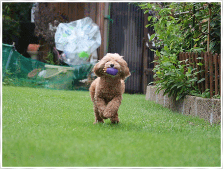 b0175688_20092434.gif