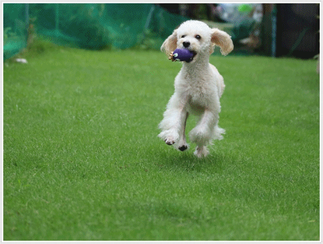 b0175688_20093021.gif