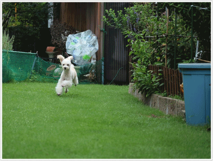 b0175688_20094431.gif