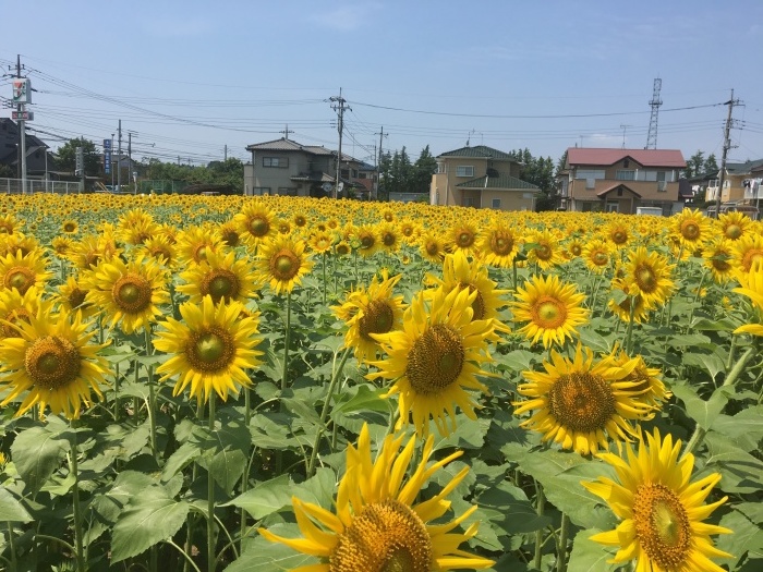 b0120103_08291579.jpeg