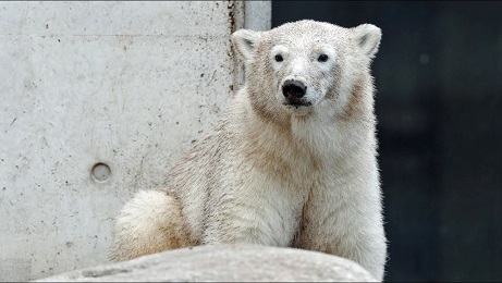 デンマーク・コペンハーゲン動物園のリンとイマクの親子のトレーニング風景_a0151913_1531227.jpg
