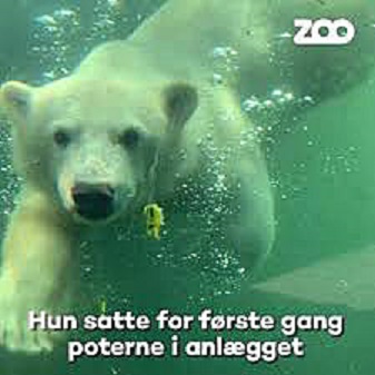 デンマーク・コペンハーゲン動物園のリンとイマクの親子のトレーニング風景_a0151913_37978.jpg