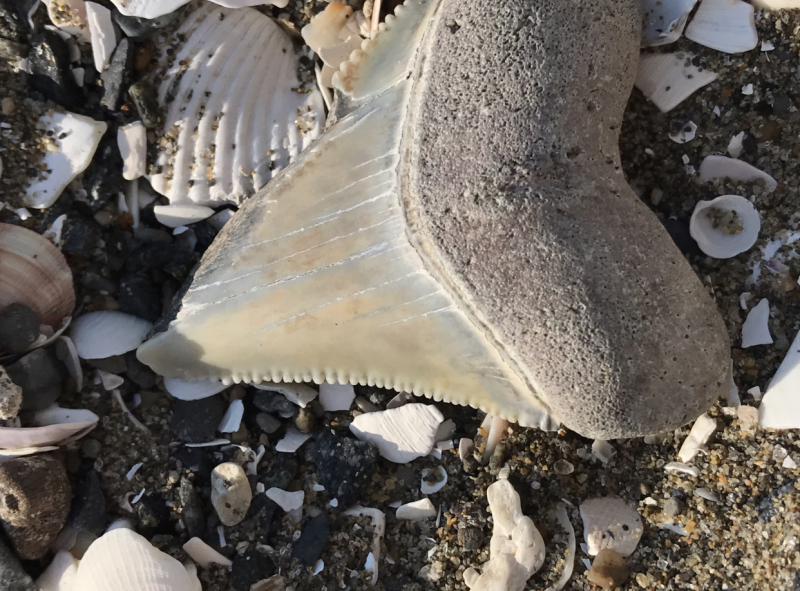 サメの歯 海岸で拾った 貝類や石灰質の付着物があります サメ