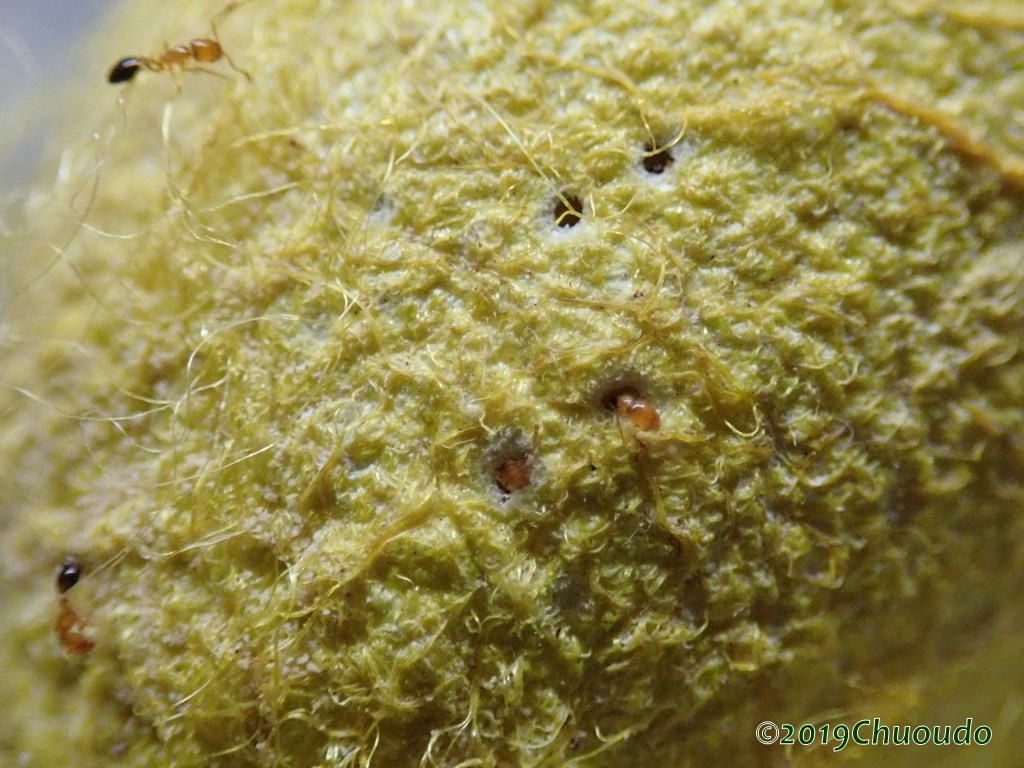 ヤママユ蛹にヒメアリ 虫央堂 ヤママユ蛹にヒメアリ 虫央堂