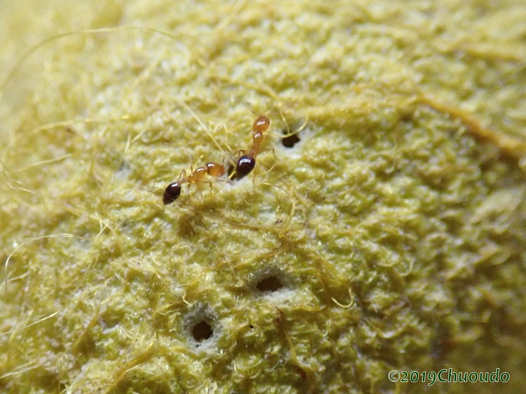 ヤママユ蛹にヒメアリ 虫央堂 ヤママユ蛹にヒメアリ 虫央堂