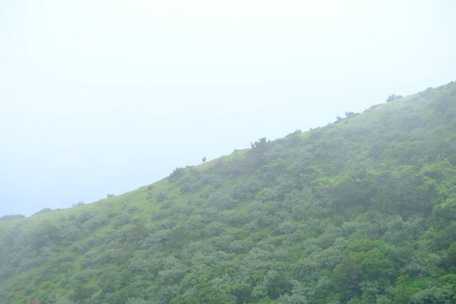 「隠岐諸島４島取材　西ノ島町の西ノ島」_a0000029_10072440.jpg