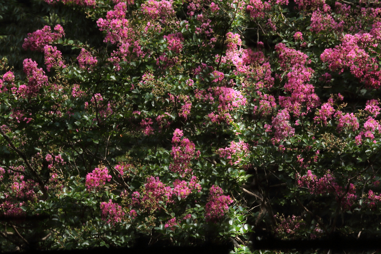 夏の京都御苑（中編） _b0169330_23522784.jpg