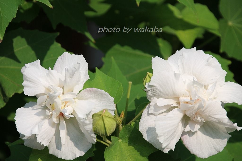 酔芙蓉の花は朝は色白です 自然のキャンバス 酔芙蓉の花は朝は色白です 自然のキャンバス