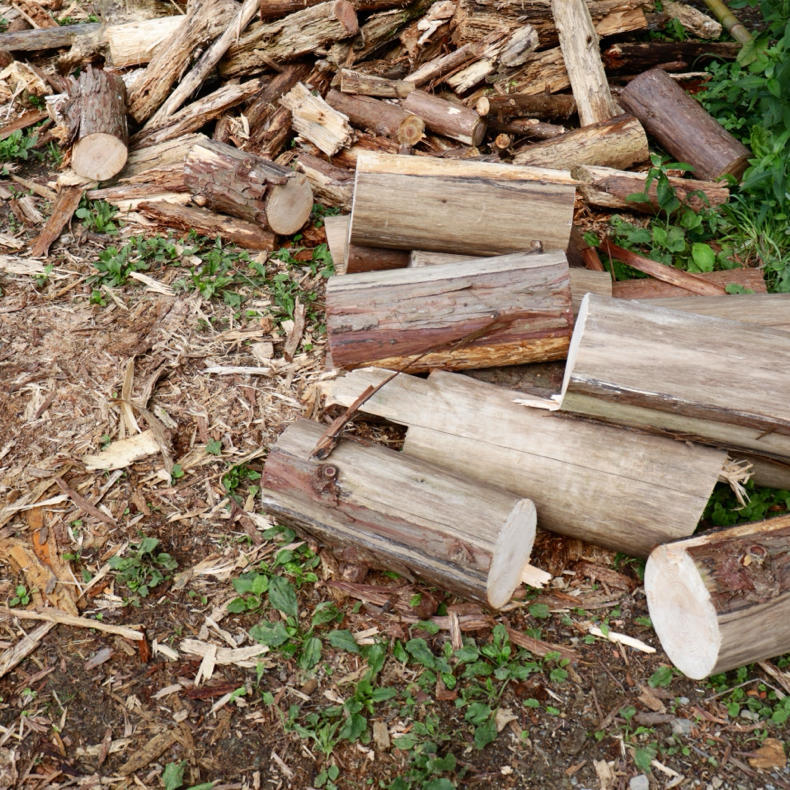 裏山から木を切ってきて薪にする_c0060143_21113905.jpg