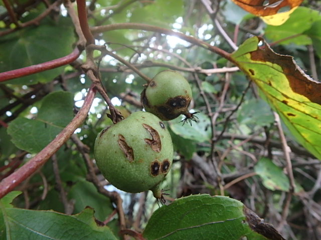 f0334143_852872.jpg