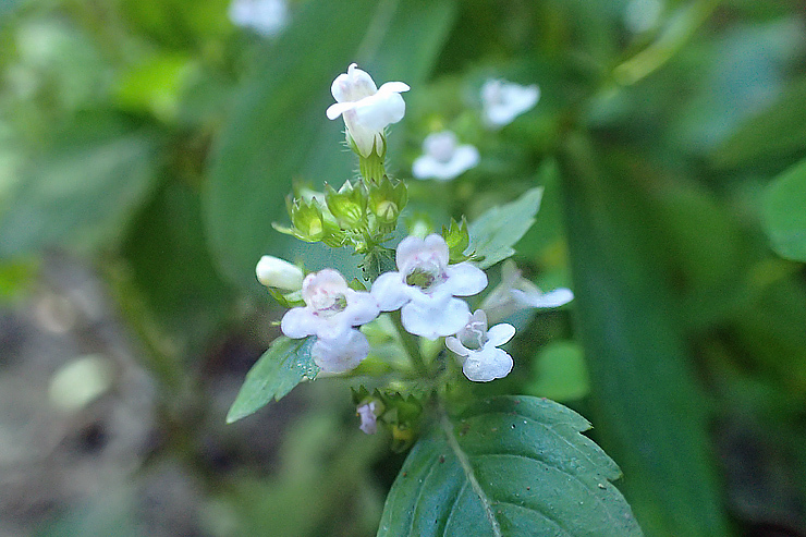 f0214649_04341281.jpg