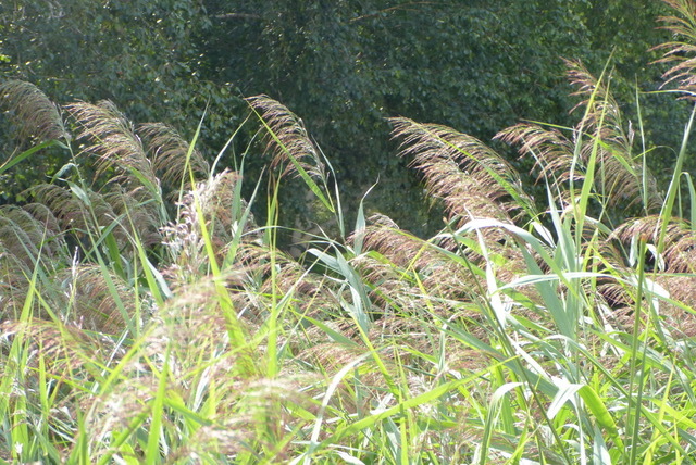 f0221050_07494929.jpeg
