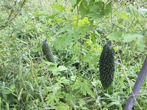 e0181260_15124024.jpeg