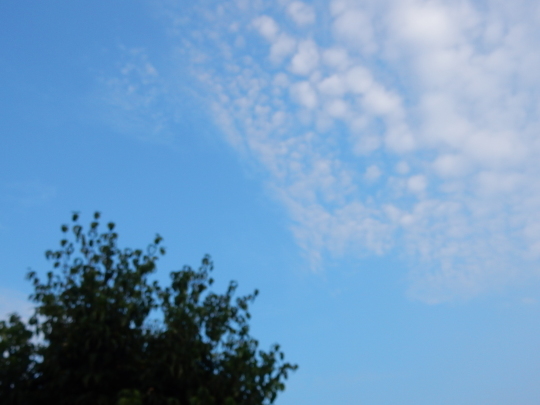 ’19,8,19(月)あっ、うろこ雲!秋が近い?_f0060461_06340139.jpg