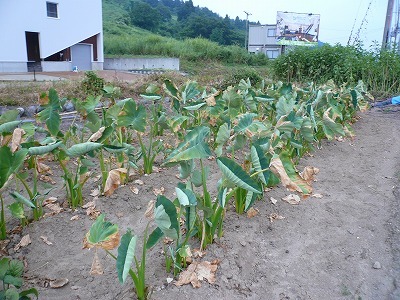 d0074063_07501728.jpg