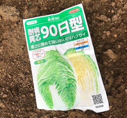 薩摩芋試し掘り、秋ジャガ植え付け、大根種蒔き8・18～19_c0014967_17314565.jpg
