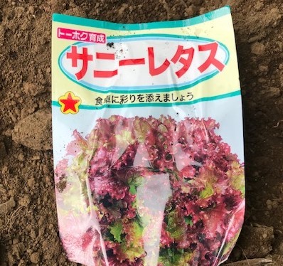 薩摩芋試し掘り、秋ジャガ植え付け、大根種蒔き8・18～19_c0014967_17324810.jpg